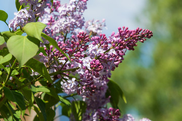 lilac flowers on a sky background landscape