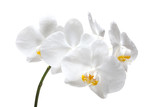 Fototapeta Storczyk -  Beautiful spring tender orchid flower close up.