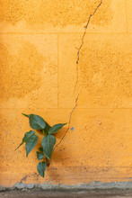 The Tree Grows In A Orange Wall With Cracks.