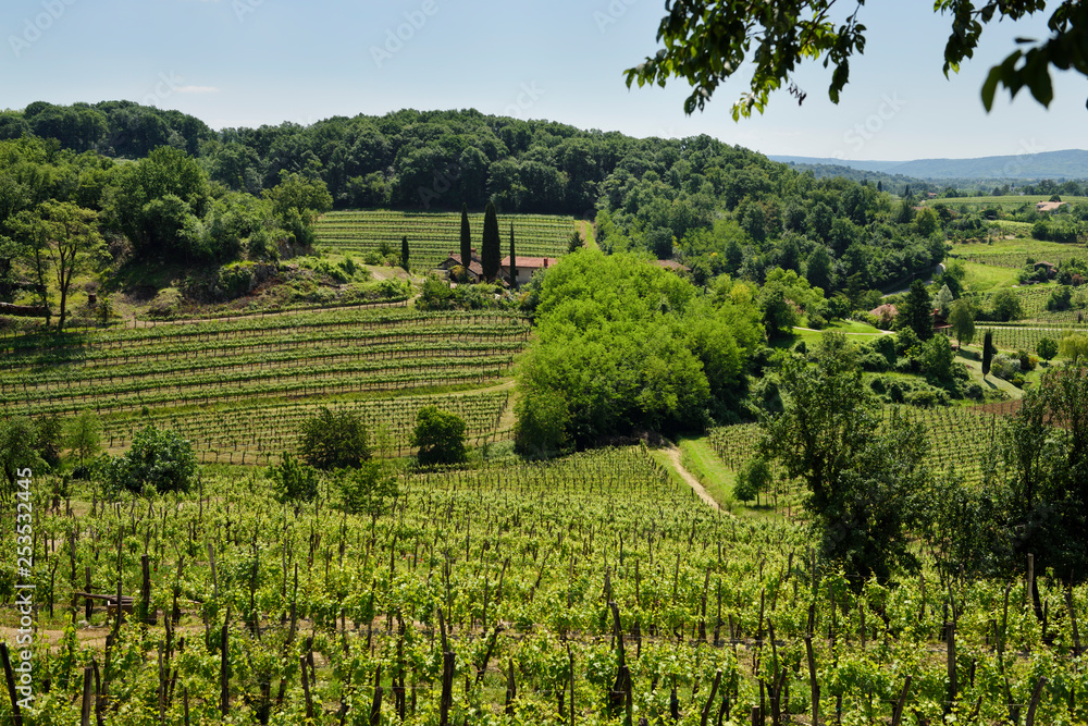 Vineyard grape vines in the green hills of Gorizia Brda at Dolnje Cerovo Slovenia in Spring - obrazy, fototapety, plakaty 