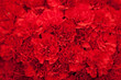 Red carnation flowers background