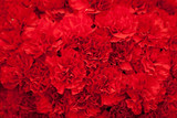 Fototapeta Tęcza - Red carnation flowers background