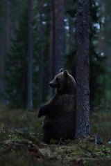 Wall Mural - Brown bear sitting against a tree in the forest late in the evening. Bear sitting in the forest.