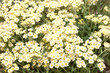 White achillea flowers background