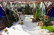 Garden landscape with cacti and aquarium