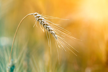 Close-up of warm colored golden yellow ripe focused wheat head on sunny summer day on soft blurred foggy meadow wheat field light brown background. Agriculture, farming and rich harvest concept.