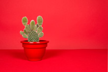 Cactus Plant In A Red Flower Pot On A Red Background