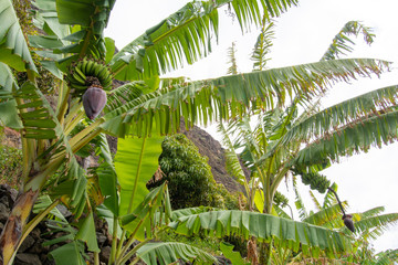 Wall Mural - Banana trees / Banana Farm