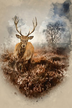 Watercolour Painting Of Foggy Misty Autumn Forest Landscape At Dawn With Red Deer Stag