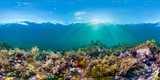 Fototapeta Do akwarium - 360 photo of coral reef underwater