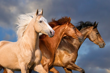 Wall Mural - Three beautiful horse portrait in motion against sky