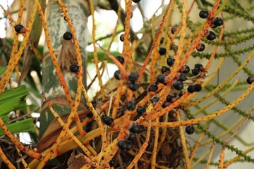 Poster - Betel palm on tree with the nature