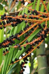 Wall Mural - Betel palm on tree with the nature