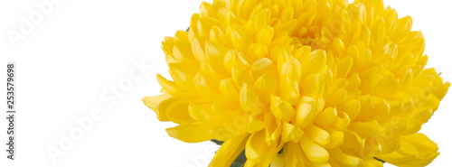 Flower chrysanthemum yellow color.