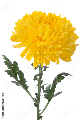 Flower chrysanthemum yellow color.
