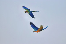 Two Blue Macaw Parrots Fly Together.