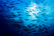 A Shot Of A School Of Fish Swimming In The Ocean. As The Camera Was Angled Upwards The Image Contains A Background Created By The Sky. The Photo Was Taken In The Caribbean Sea From Grand Cayman