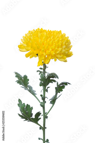 Flower chrysanthemum yellow color.