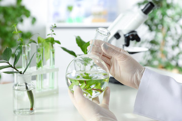 Wall Mural - Lab assistant holding flask with leaves on blurred background, closeup. Plant chemistry