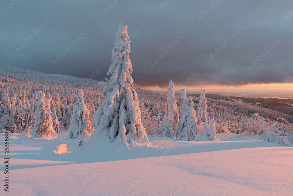 Winter panorama landscape with forest, trees covered snow and sunrise ...