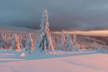 Wall Mural - Winter panorama landscape with forest, trees covered snow and sunrise. winter morning of a new day. purple or orange winter landscape with sunset. Majestic white spruces glowing by sunlight. Christmas