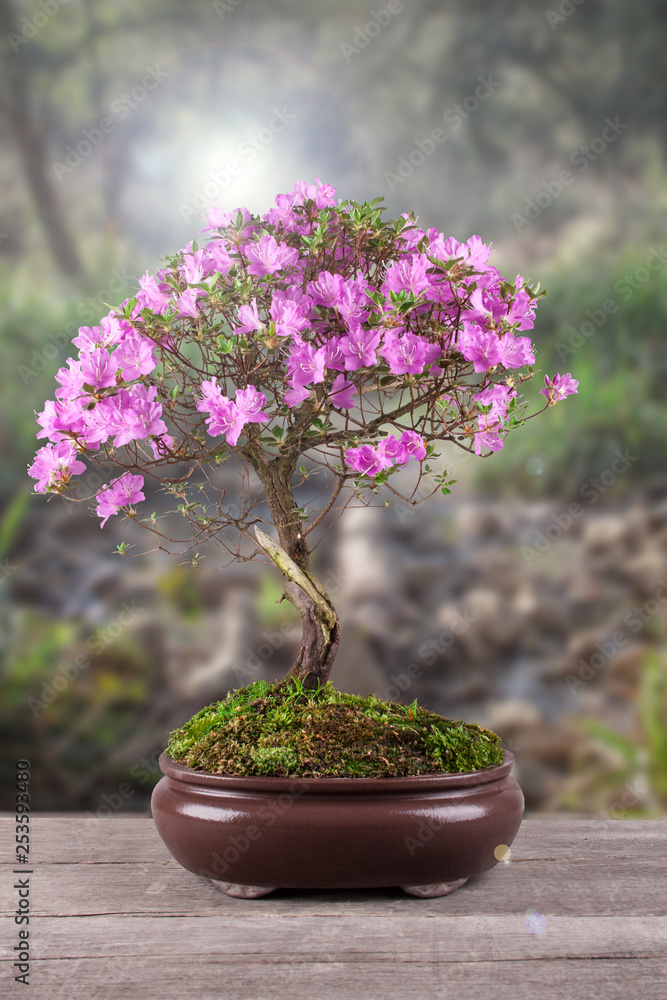 Bonsai Azalea japonica on a wooden table Stock Photo | Adobe Stock