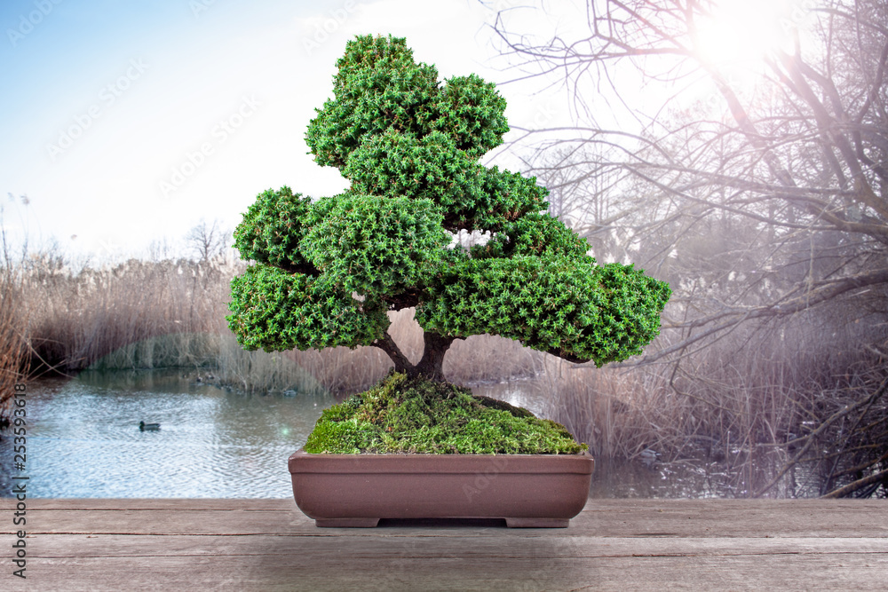 bonsai Chamaecyparis pisifera'Squarrosa dumosa' on a wooden table Stock  Photo | Adobe Stock