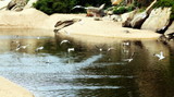 Fototapeta Big Ben - Flock of seagulls in river