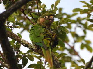 parrot on a tree