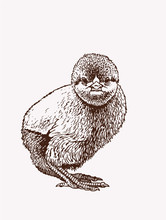 Graphical Vintage Sketch Of Chick , Vector Illustration, Bird