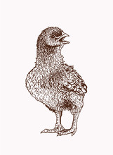 Graphical Vintage Sketch Of Chick , Vector Illustration, Bird
