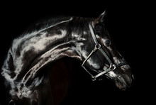 Portrait Of Beautiful Black Horse In Low Key