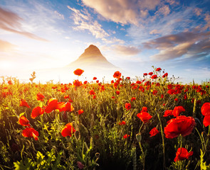 Canvas Print - Blooming red poppies on field against the sun.