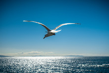 A Closeup Of A Seagull Flying Into The Wind Off Of The Coast Of California