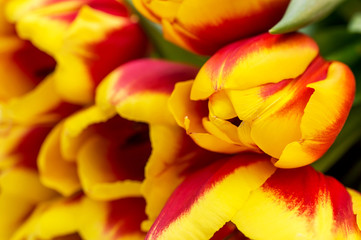 Wall Mural - Beautiful fresh tulips. Close up. Natural holiday background.