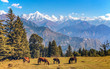 Scenic landscape view with majestic Himalayan Panchchuli mountain range at Munsiyari Uttarakhand India with wild horses grazing the Himalayan pastures.