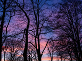 Fototapeta Na ścianę - early spring sunset in the woods in purple and pink
