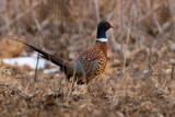 Fototapeta  - Ring-Necked Pheasant