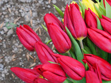 Fototapeta Tulipany - Red tulip flower bouquet closeup