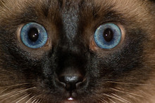 Surprised And Scared Look Of Siamese Cat Close-up.