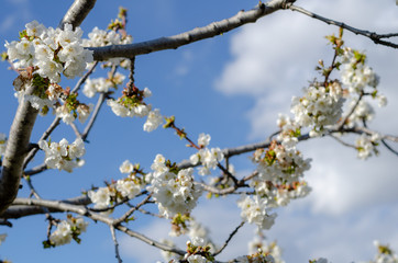 Cherry blossom branches with blue sky background in spring