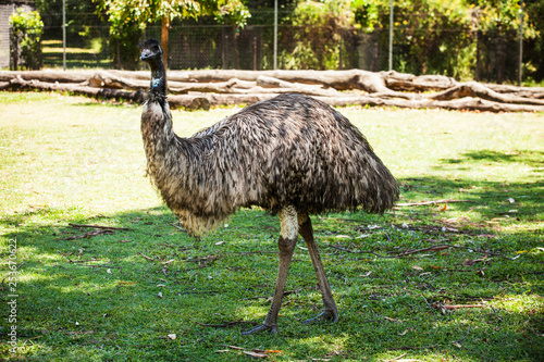 Native Rescued Emu At Brisbane Koala Sancturay Flightless Australian Bird Stock Photo Adobe Stock