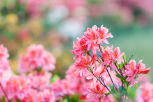 Colorful Pink Yellow White  Azalea Flowers In Garden. Blooming Bushes Of Bright Azalea At Spring Sunlight. Nature, Spring Flowers Background