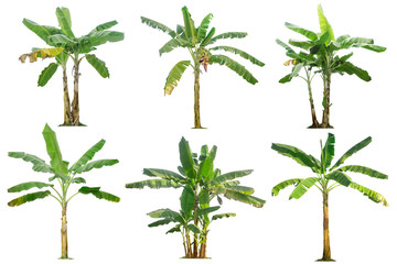 Banana trees collection isolated on a white background for garden design.