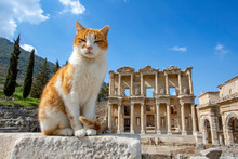 Ephesus Historical Ancient City And Cat. Izmir / Turkey