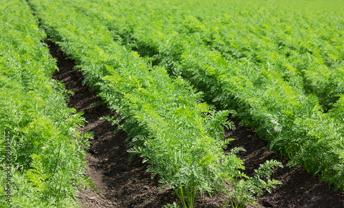 ニンジン畑 Stock 写真 Adobe Stock