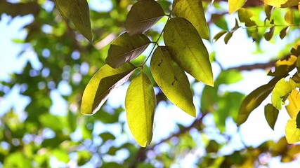 Wall Mural - Nature background. wind tree green leaves,Slow motion.