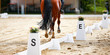 Horse Dressage horse in the dressage quadrangle on the hoof stroke at E, photographed on the hindquarters with sharpness course..