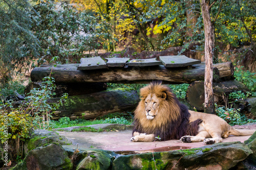 Fototapeta  Liegender Löwe, Zoo Gelsenkirchen, Deutschland