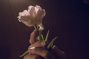 Delicate white tulip flower in the hands of the girl. Romantic, spring gift